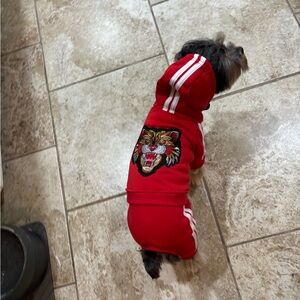 Designer Inspired Sweatsuit